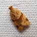 Tortricid Leafroller Moths and Allies - Photo (c) Anita, some rights reserved (CC BY-NC)