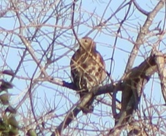 Buteo lineatus lineatus