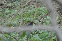 Turdus merula