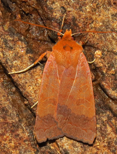 Roadside Sallow photo 4