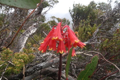 Blandfordia punicea