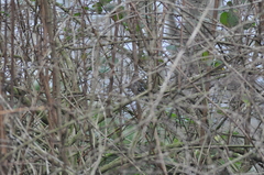 Fringilla coelebs
