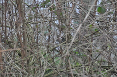 Fringilla coelebs
