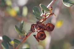 Ceanothus megacarpus megacarpus