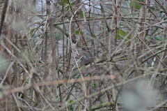 Fringilla coelebs