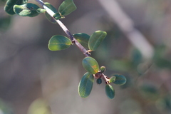 Ceanothus megacarpus megacarpus
