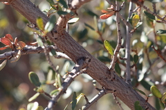 Ceanothus megacarpus megacarpus