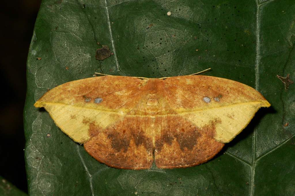 Spidia