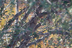 Ceanothus megacarpus megacarpus