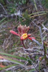 Blandfordia punicea