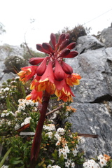 Blandfordia punicea