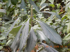 Phlogacanthus thyrsiformis