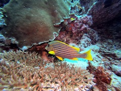 Plectorhinchus polytaenia