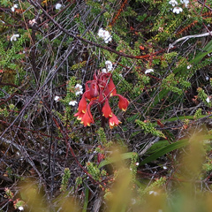 Blandfordia punicea