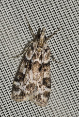 Eudonia delunella