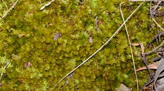Bryum canariense