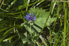 Centaurea nigrofimbria