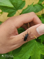 Andraegoidus rufipes