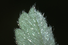 Potentilla cinerea