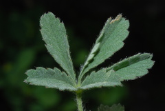 Potentilla cinerea