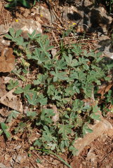 Potentilla cinerea