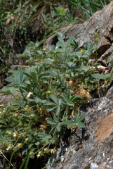 Potentilla cinerea
