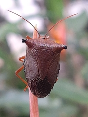 Edessinae