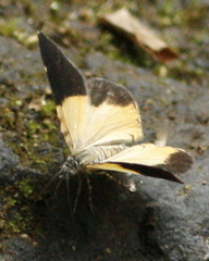 Heterusia