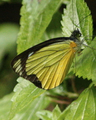 Leptophobia caesia tenuicornis