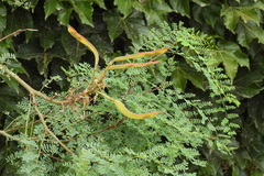 Erythrostemon gilliesii