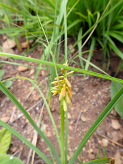 Kniphofia galpinii