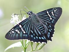 Phocides urania