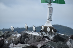Phalacrocorax varius hypoleucos