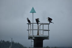 Phalacrocorax varius hypoleucos