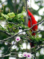 Cardinalis phoeniceus
