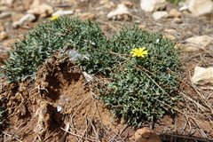Launaea cervicornis