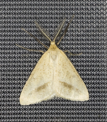 Aspitates gilvaria