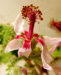 Anisodontea reflexa