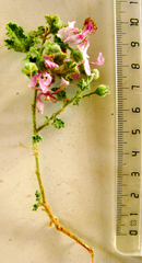 Anisodontea reflexa