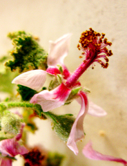 Anisodontea reflexa