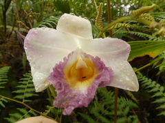 Sobralia ecuadorana