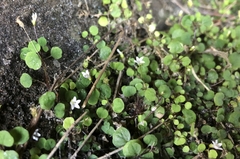 Wimmerella pygmaea