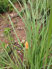 Kniphofia galpinii