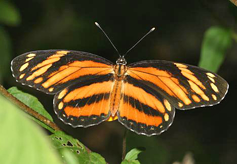 Longwing Crescent