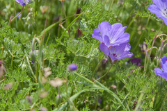 Geranium multisectum