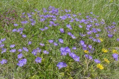 Geranium multisectum