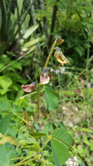 Crotalaria incana