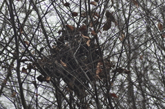 Parus major