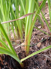 Kniphofia galpinii