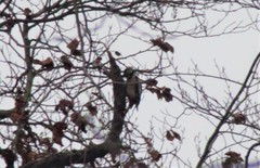 Dendrocopos major